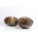 Bois Fossilis, Gros Galet (Madagascar)